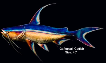 Gaftopsail Catfish