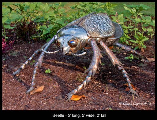  Crawling Beetle 