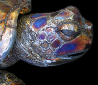 Close up of Turtle Head